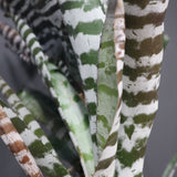 Aechmea chantinii  E