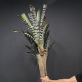Aechmea chantinii  D