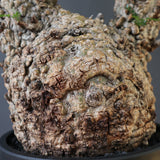 O.パキプス 1739
