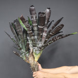 Aechmea chantinii 'Black Zombie'