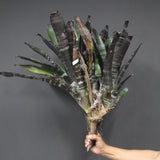 Aechmea chantinii 'Black Zombie'