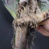 Aechmea chantinii 'Black Zombie'