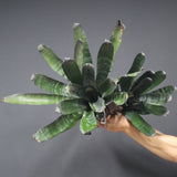 Aechmea chantinii 'Black Zombie'