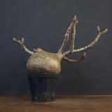 P.グラキリス　773