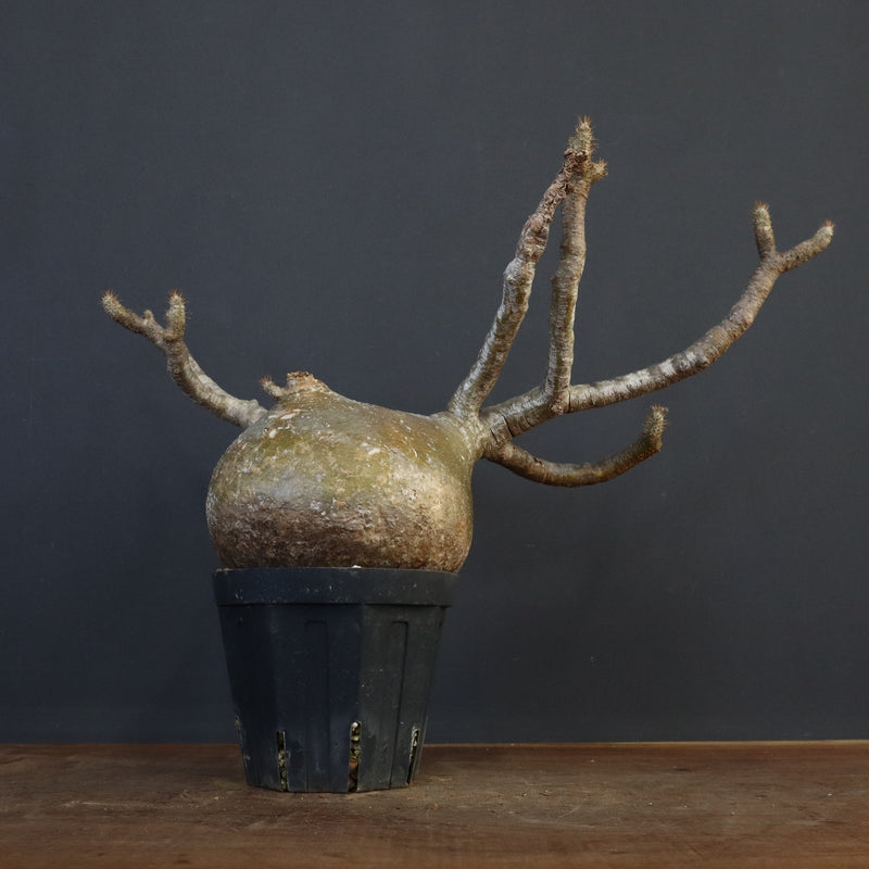 P.グラキリス　773