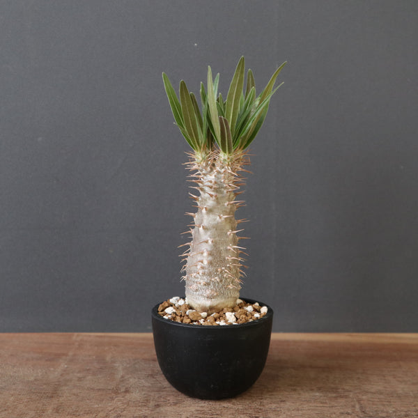 塊根植物 – 「