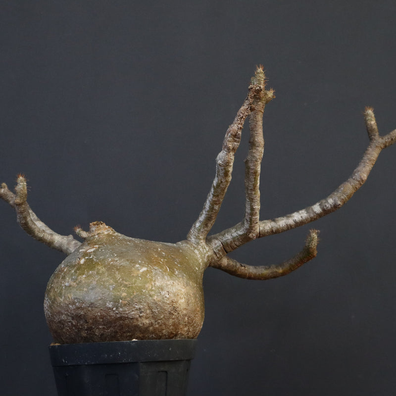 P.グラキリス　773