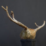 P.グラキリス　773