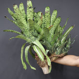 Aechmea ‘Bird’