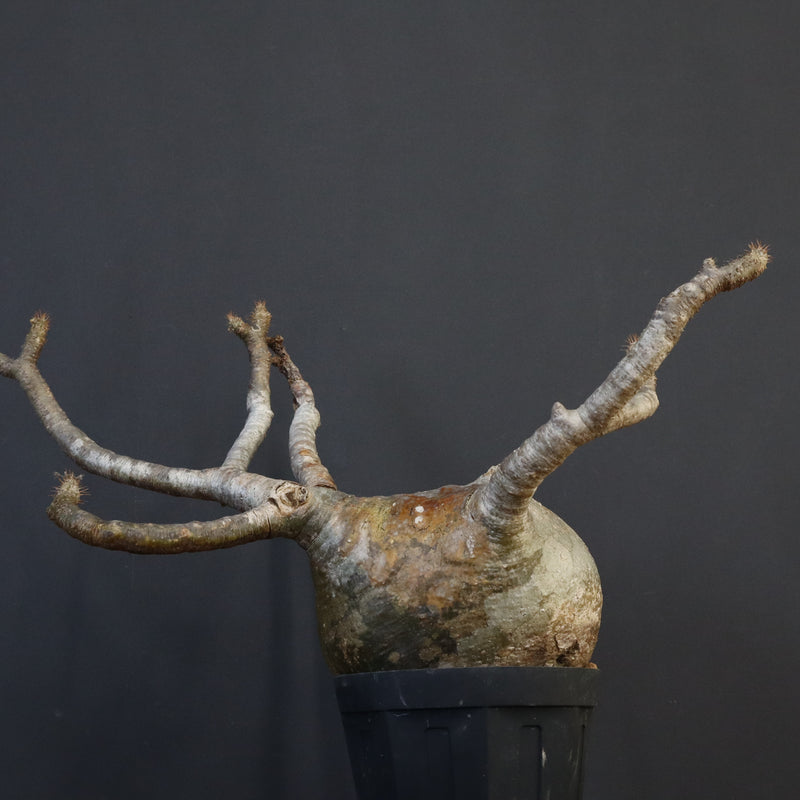 P.グラキリス　773