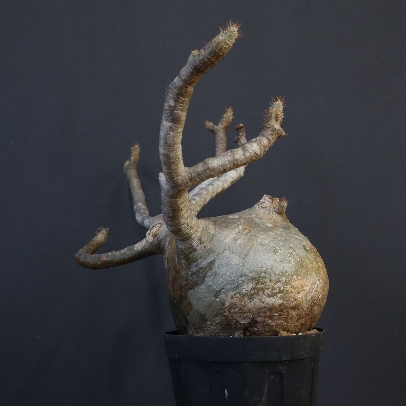 P.グラキリス　773