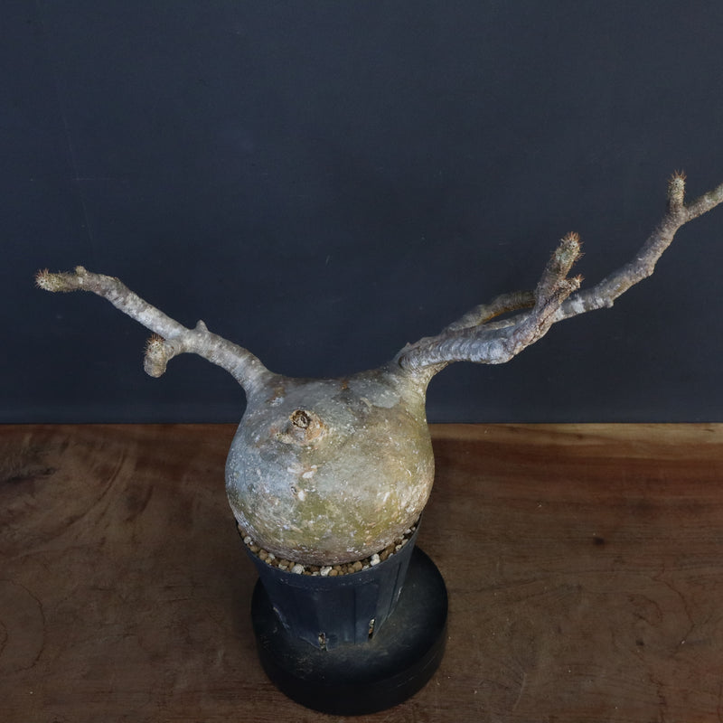 P.グラキリス　773