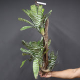 Aechmea chantinii  B