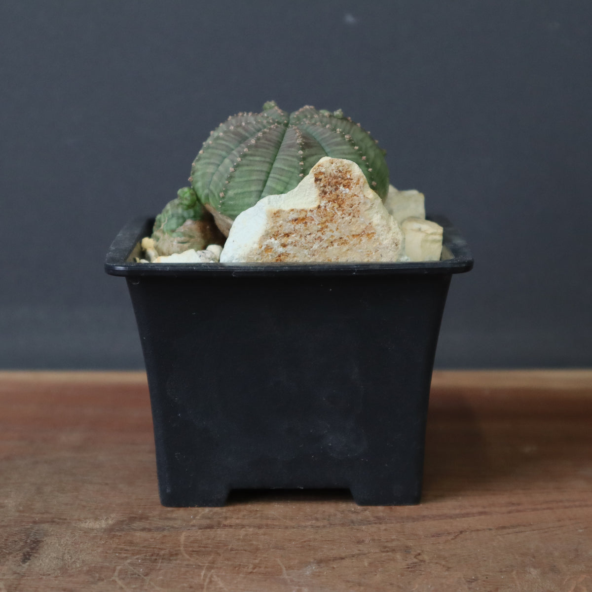 ユーフォルビア – 2ページ目 – TaiShoDo ONLINE SHOP