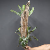 Aechmea chantinii  B