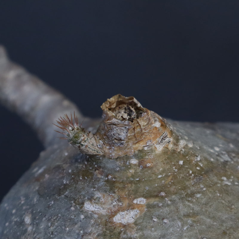 P.グラキリス　773