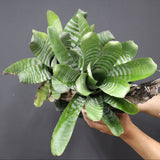 Aechmea chantinii  B