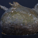 P.グラキリス　773