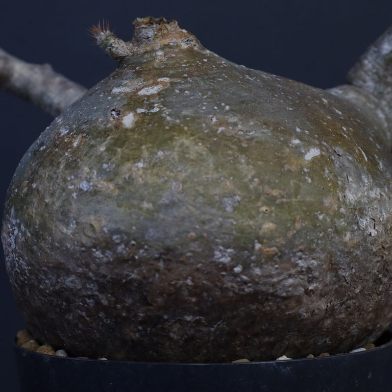 P.グラキリス　773