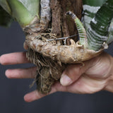 Aechmea chantinii  B