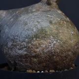 P.グラキリス　773