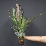 Aechmea chantinii  C