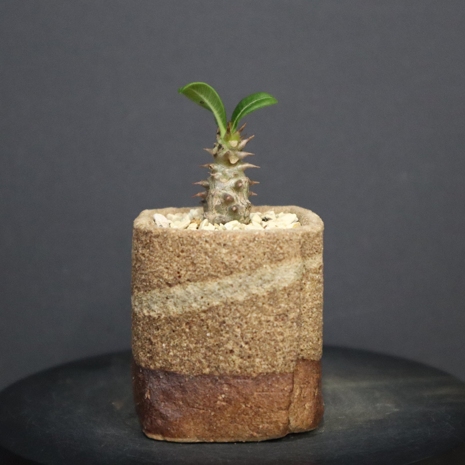 P.ウィンゾリー（実生）336 – TaiShoDo ONLINE SHOP