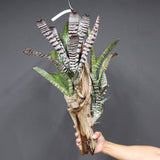 Aechmea chantinii  C