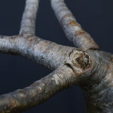 P.グラキリス　773