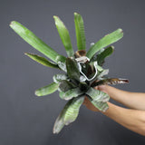 Aechmea chantinii  C