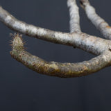 P.グラキリス　773