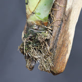 Aechmea chantinii  C