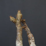 P.グラキリス　773