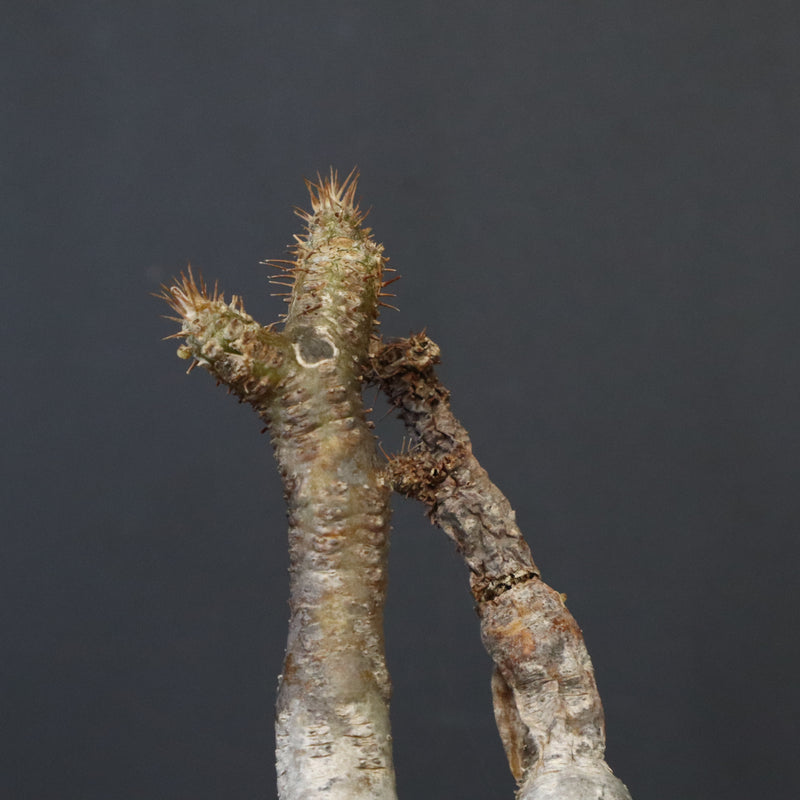 P.グラキリス　773