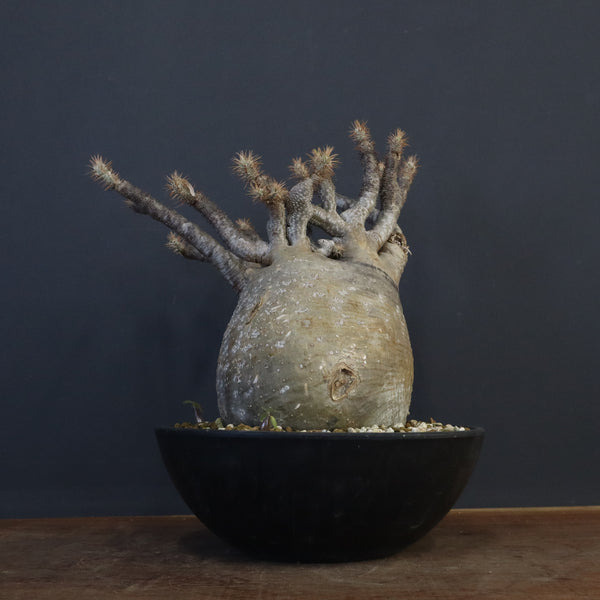 P.グラキリス 1274【綴化】