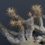 P.グラキリス 1274【綴化】