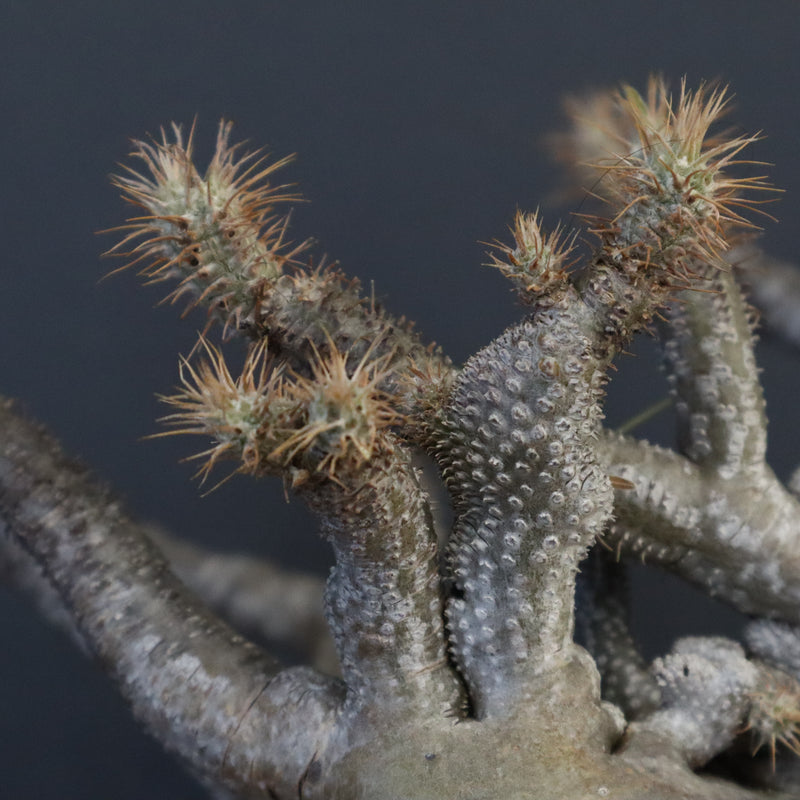 P.グラキリス 1274【綴化】