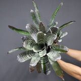 Aechmea chantinii  A