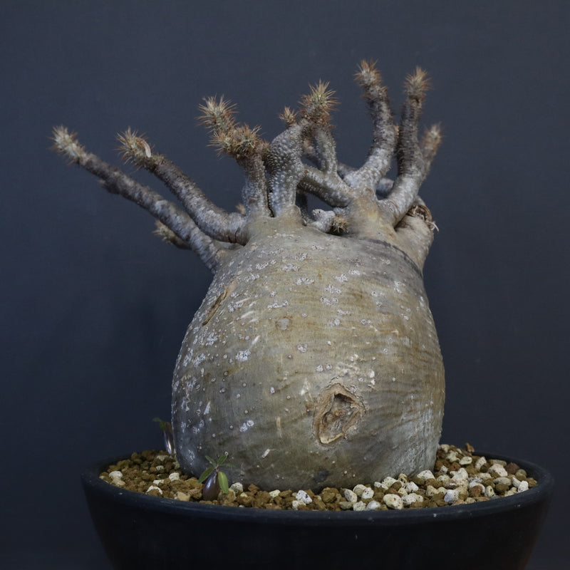 P.グラキリス 1274【綴化】