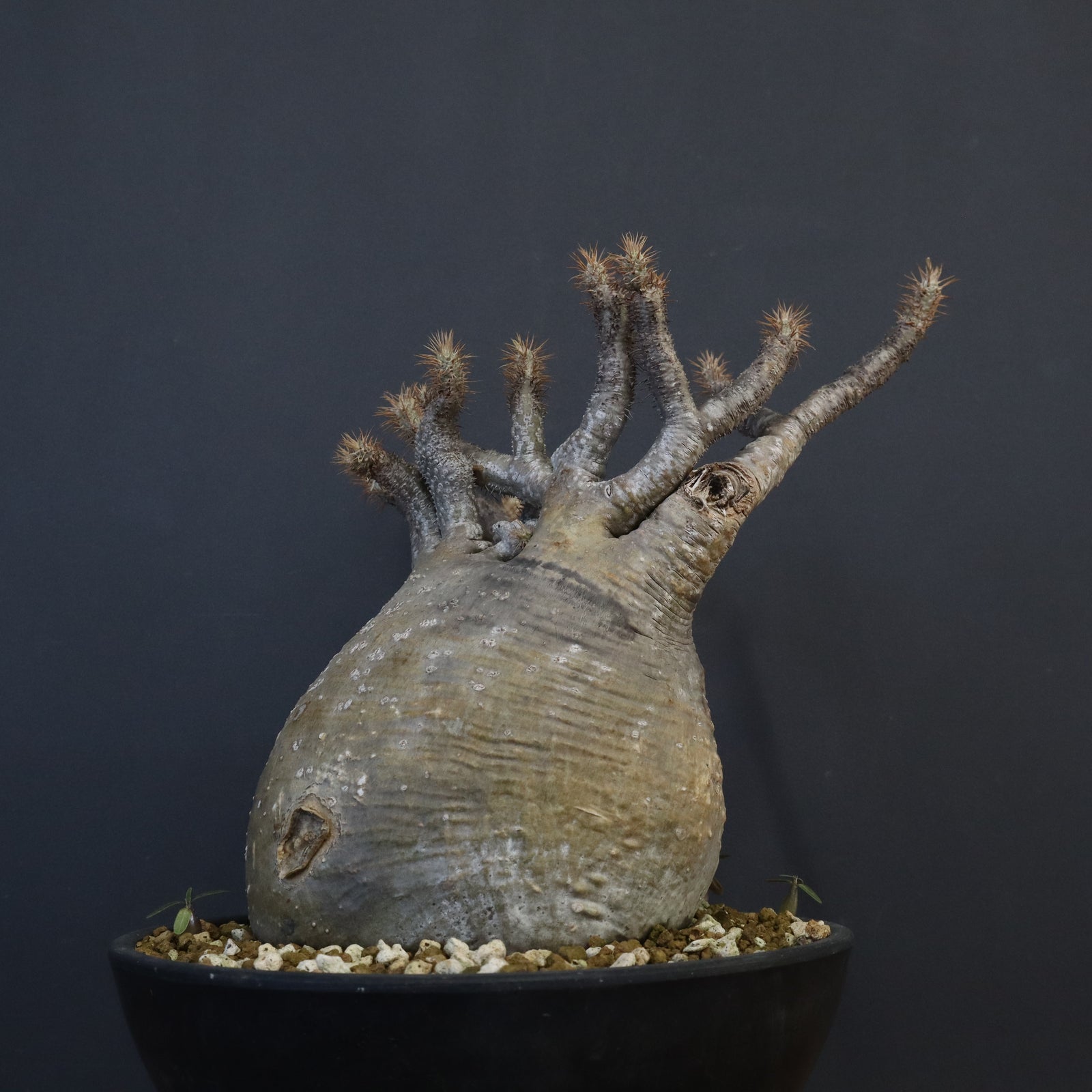 P.グラキリス 1274【綴化】 – TaiShoDo ONLINE SHOP