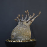 P.グラキリス 1274【綴化】