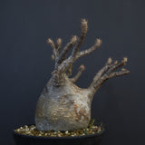 P.グラキリス 1274【綴化】