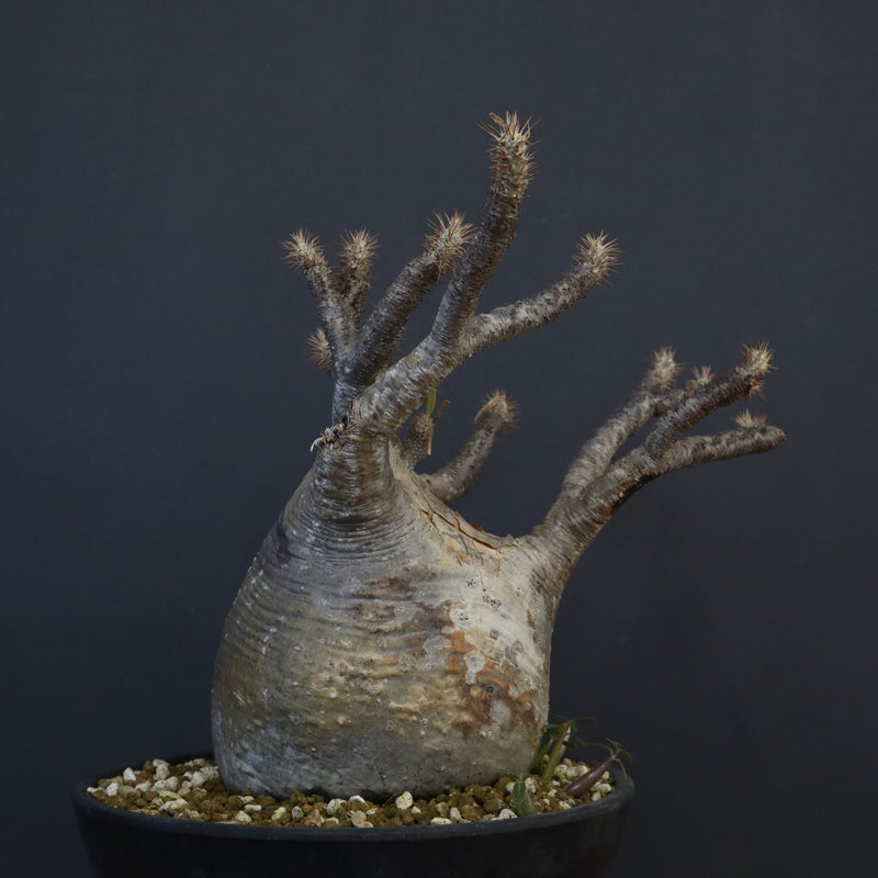 P.グラキリス 1274【綴化】