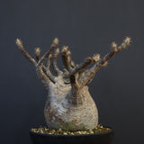 P.グラキリス 1274【綴化】