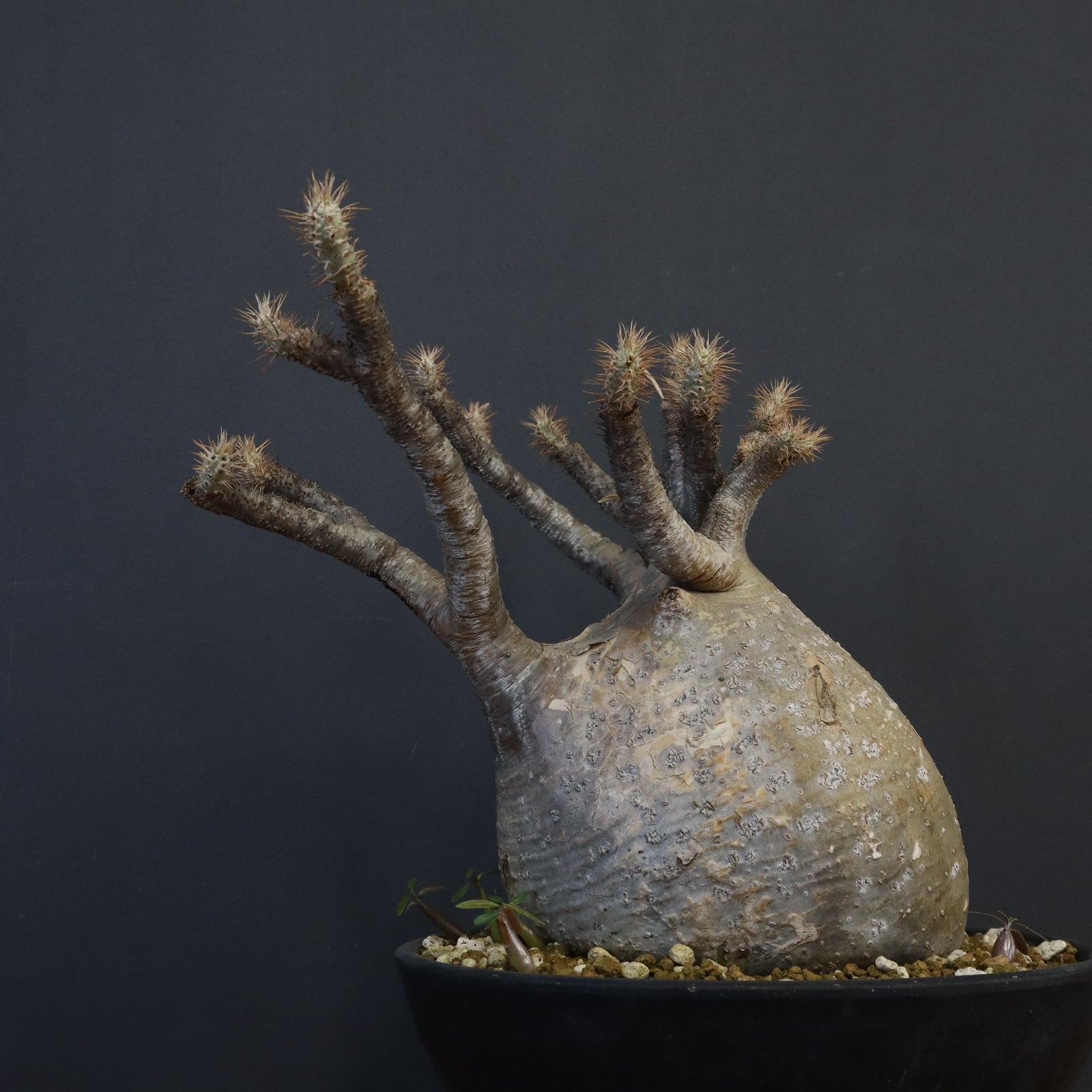 P.グラキリス 1274【綴化】 – TaiShoDo ONLINE SHOP