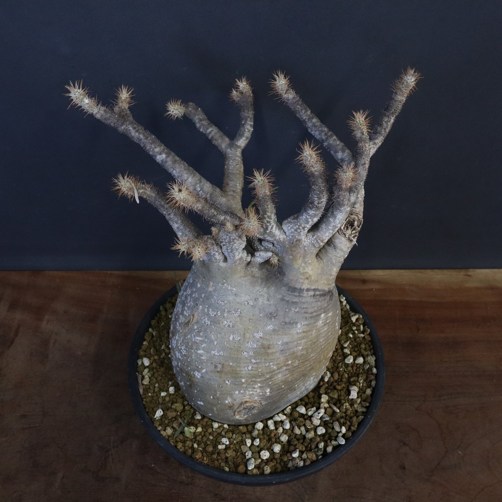 P.グラキリス 1274【綴化】 – TaiShoDo ONLINE SHOP