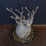 P.グラキリス 1274【綴化】