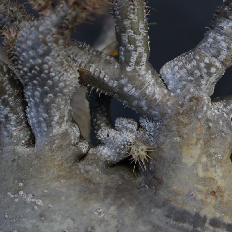 P.グラキリス 1274【綴化】