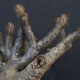 P.グラキリス 1274【綴化】