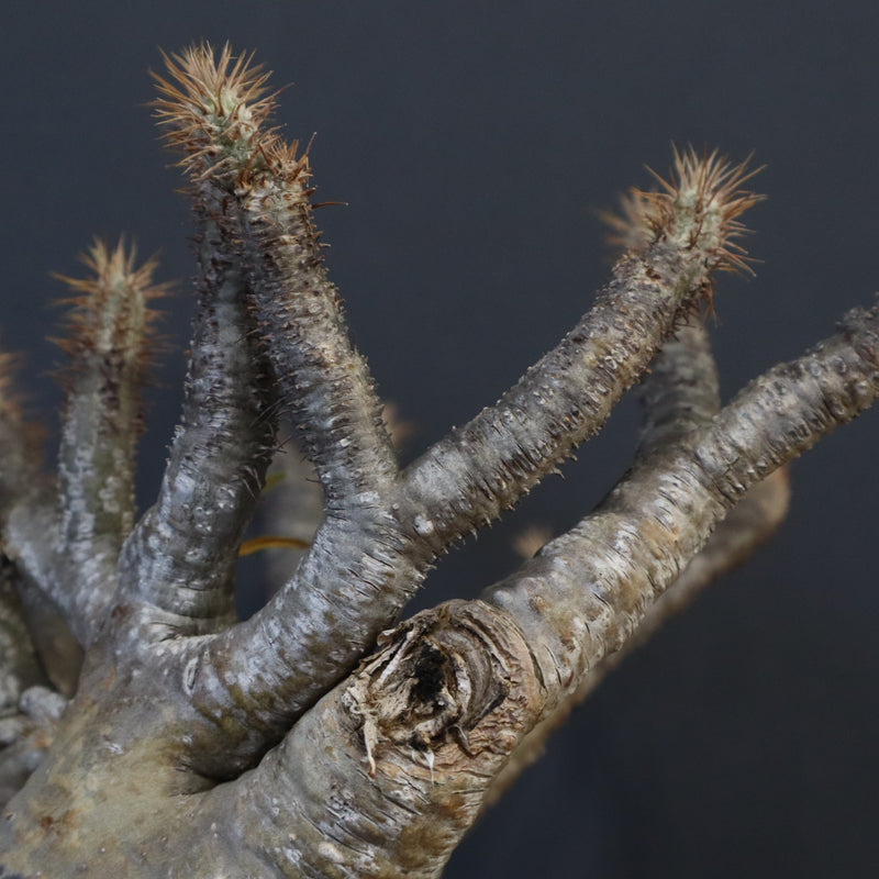 P.グラキリス 1274【綴化】